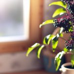 Elderberry Safe for Breastfeeding: Immune Support Insights