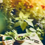 Stinging Nettle Tea Breastfeeding: Boost Milk Supply Naturally!